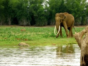  Tuskers @Serai Kabini