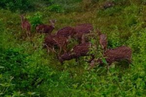  Spotted Deer