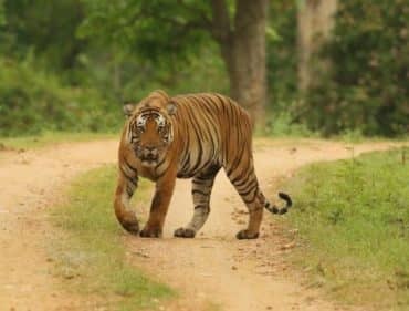 Ranthambore national park