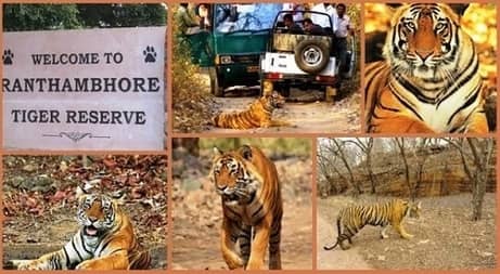 Ranthambore national park