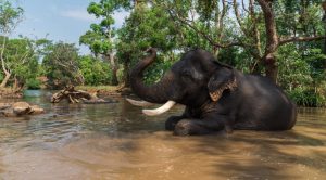Elephant camp