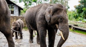 Elephant camp