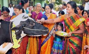Pongal festival